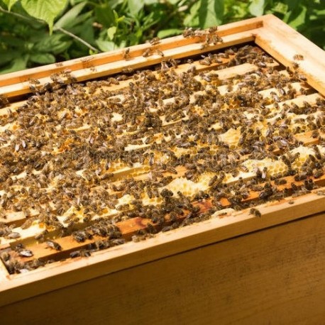 Essaim bio hiverné sur 5 cadres dadant