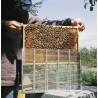 Cage d\'islolation en métal pour 1 cadre dadant