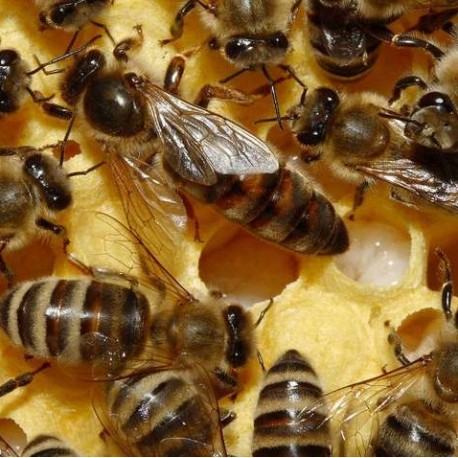 Bio carnica-Königin 2025 F1